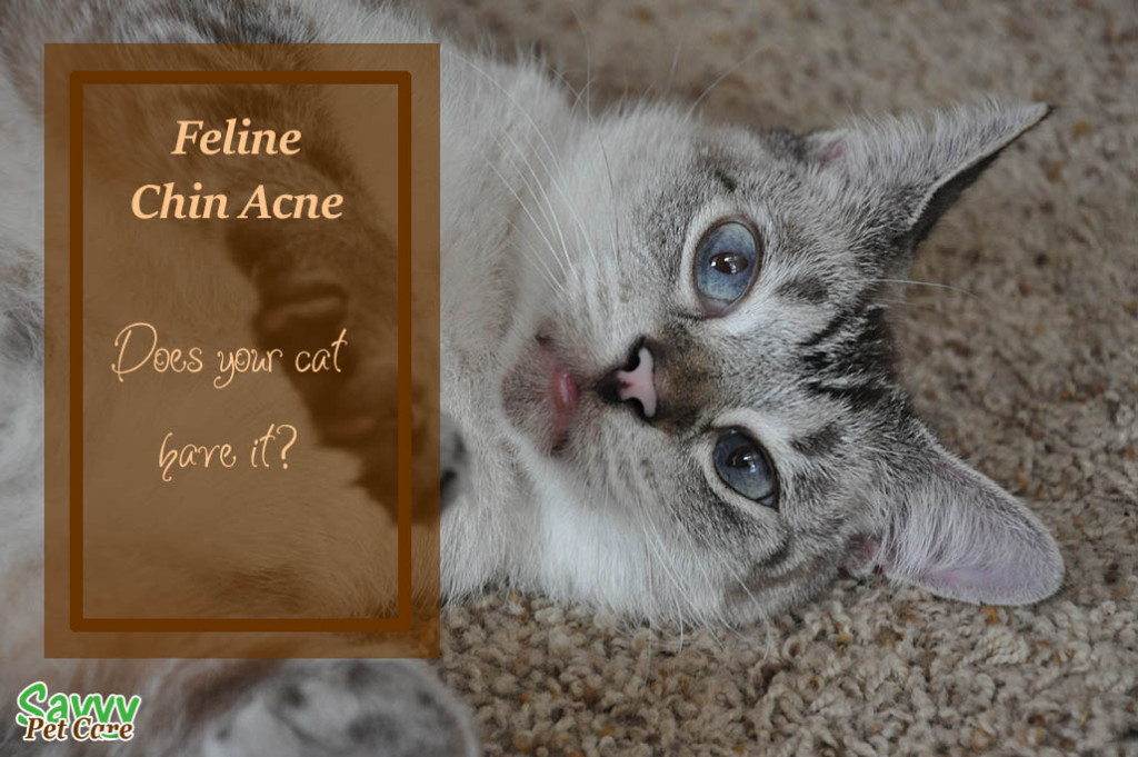 Feline chin acne is a fairly common condition in cats. It can effect any cat regardless of age, sex, or breed. Learn the symptoms and treatment.
