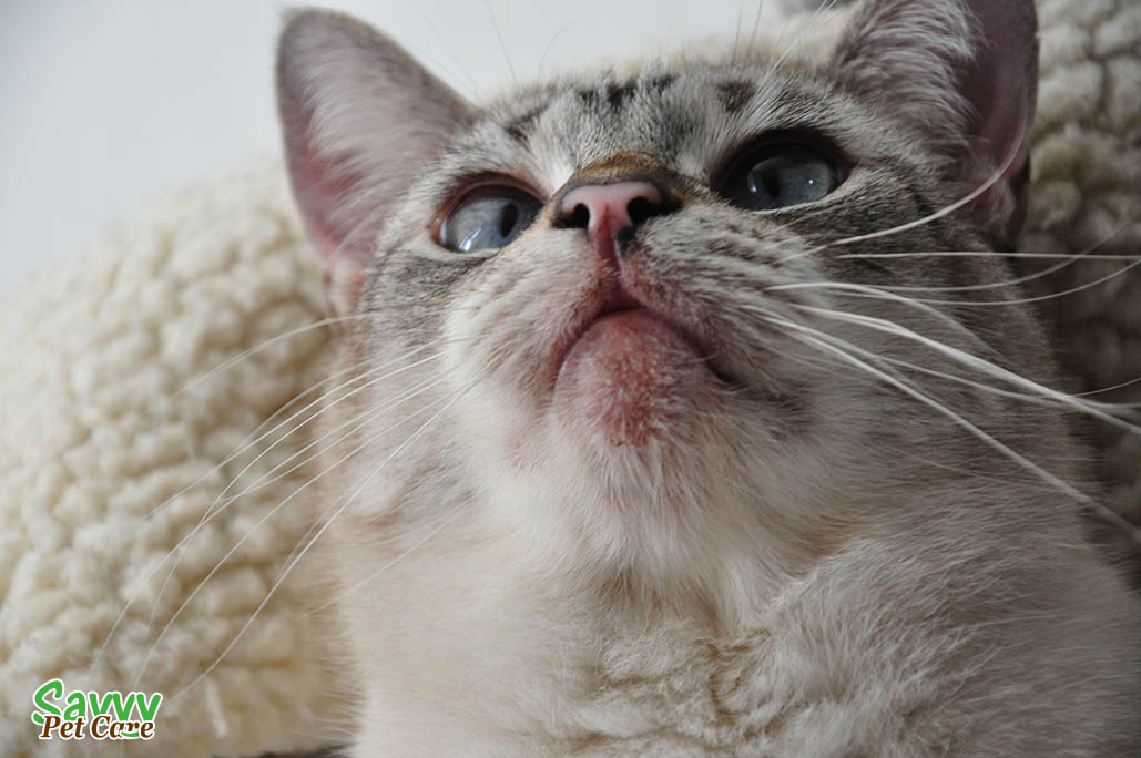 Feline Chin Acne Does Your Cat Have It? Savvy Pet Care