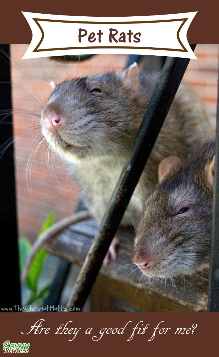 Pet rats, brothers Delmar and Everett