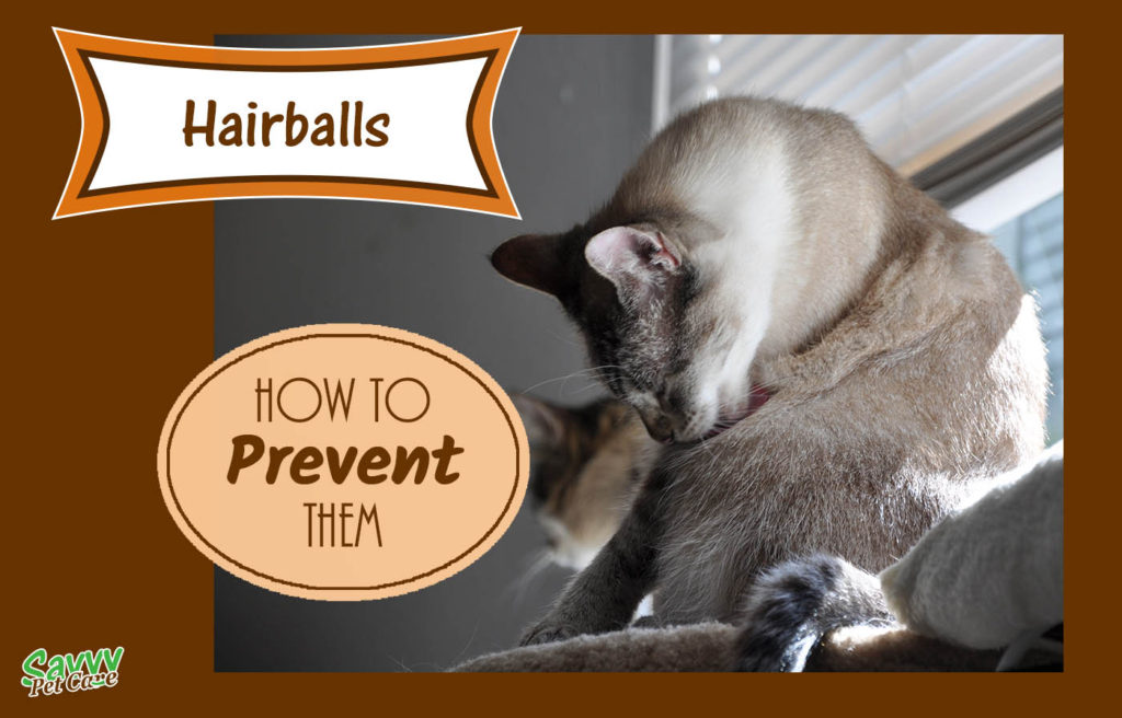 Hairballs, how to prevent them. Photo of cat grooming.