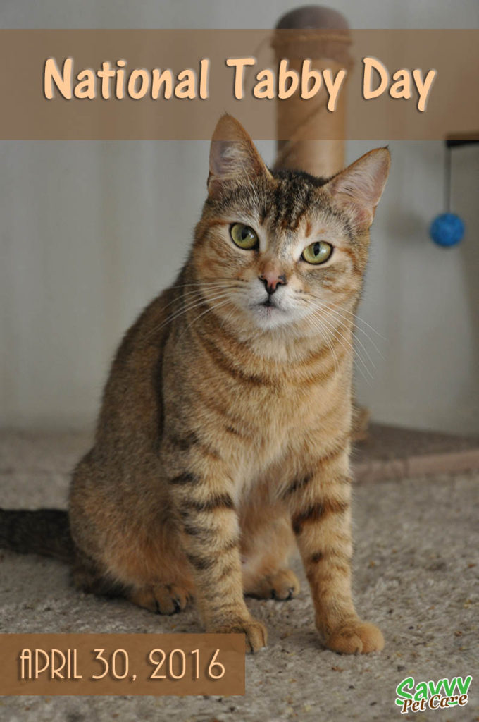 National Tabby Day celebrating tabby cats - April 30th is the first National Tabby Day, a day designated to celebrate tabby cats. It was motivated by a book release and adoption event in Manhattan.