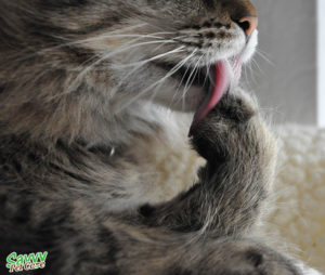 Hairballs, how to prevent them. Close up of cat's tongue licking paw