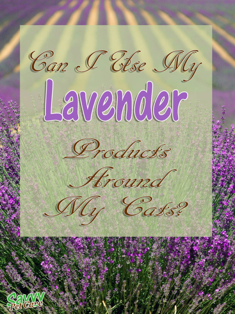 I wanted to know, is lavender toxic to cats? If it is classed as toxic to cats, what exactly does that mean? Is lavender safe to use around my cats? Check out this post for the answer to these questions and more.