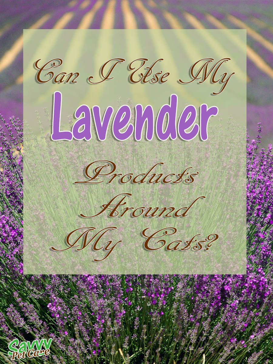 Is Lavender Toxic to Cats? Savvy Pet Care
