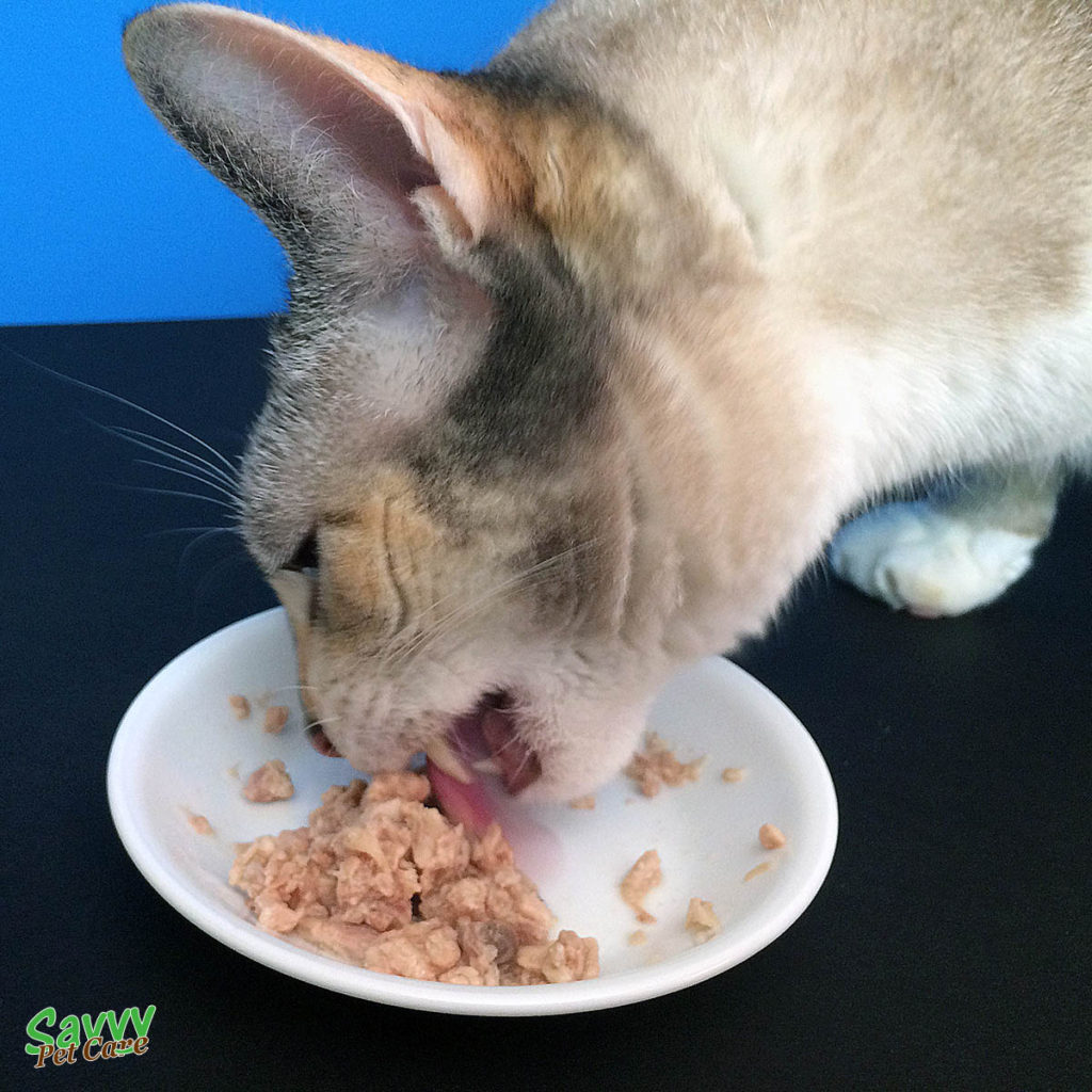 Christy eating canned food - How to Can Raw Pet Food