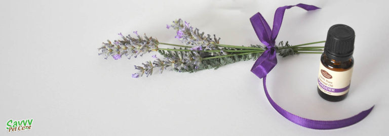 Is Lavender Toxic to Cats? Savvy Pet Care