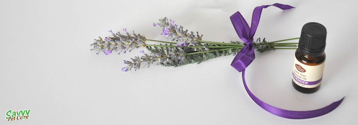 Lavender bunch and oil