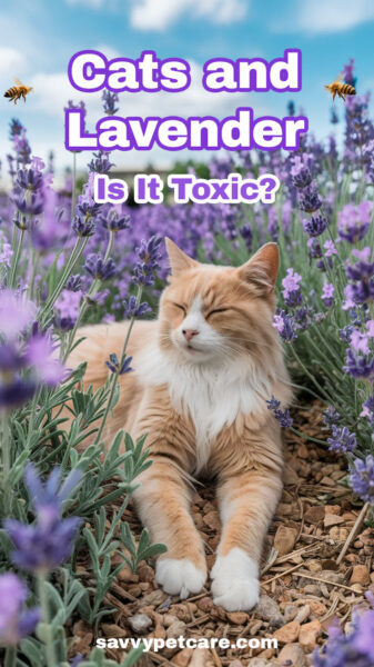 An orange and white cat laying in a field of lavender. Text overlay asks, Cats and Lavender Is it Toxic?