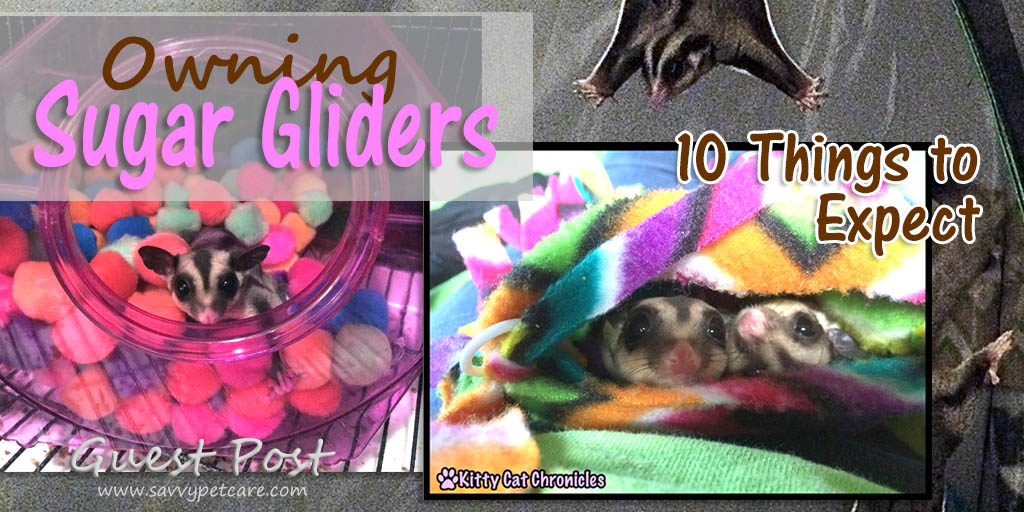 Sugar gliders are "squee" cute and lots of fun, but are they right for you? Learn the top 10 things to expect when you own sugar gliders.