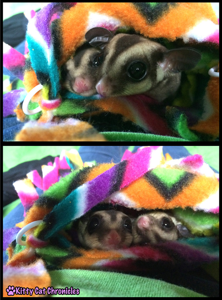Sugar gliders are "squee" cute and lots of fun, but are they right for you? Learn the top 10 things to expect when you own sugar gliders.