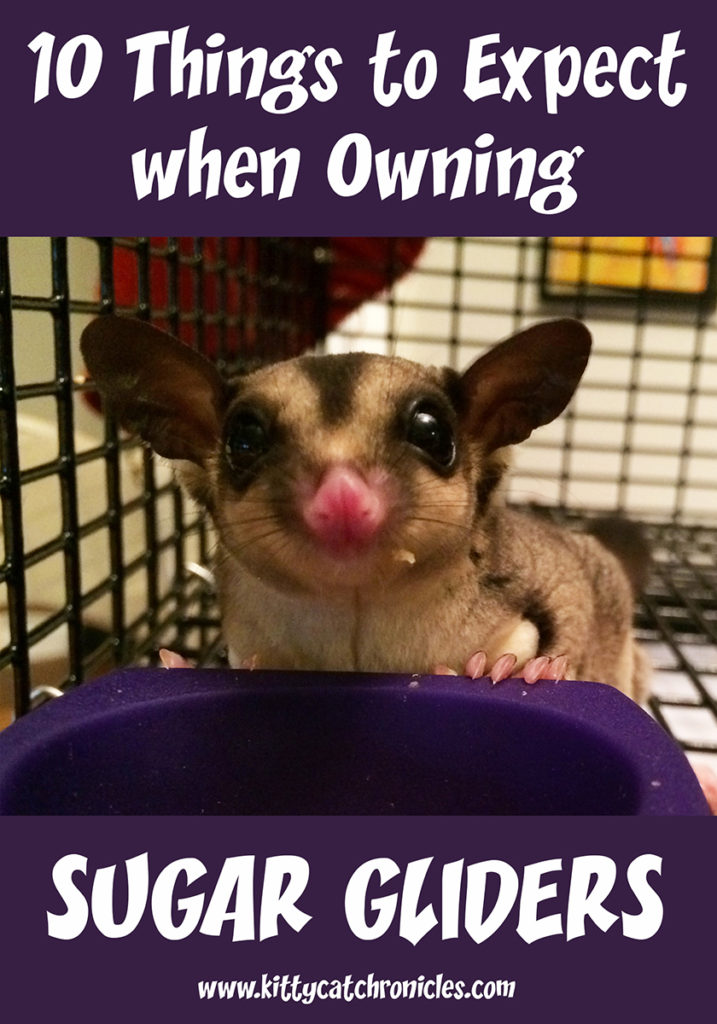 Sugar gliders are "squee" cute and lots of fun, but are they right for you? Learn the top 10 things to expect when you own sugar gliders. #pets #pocketpets #sugargliders