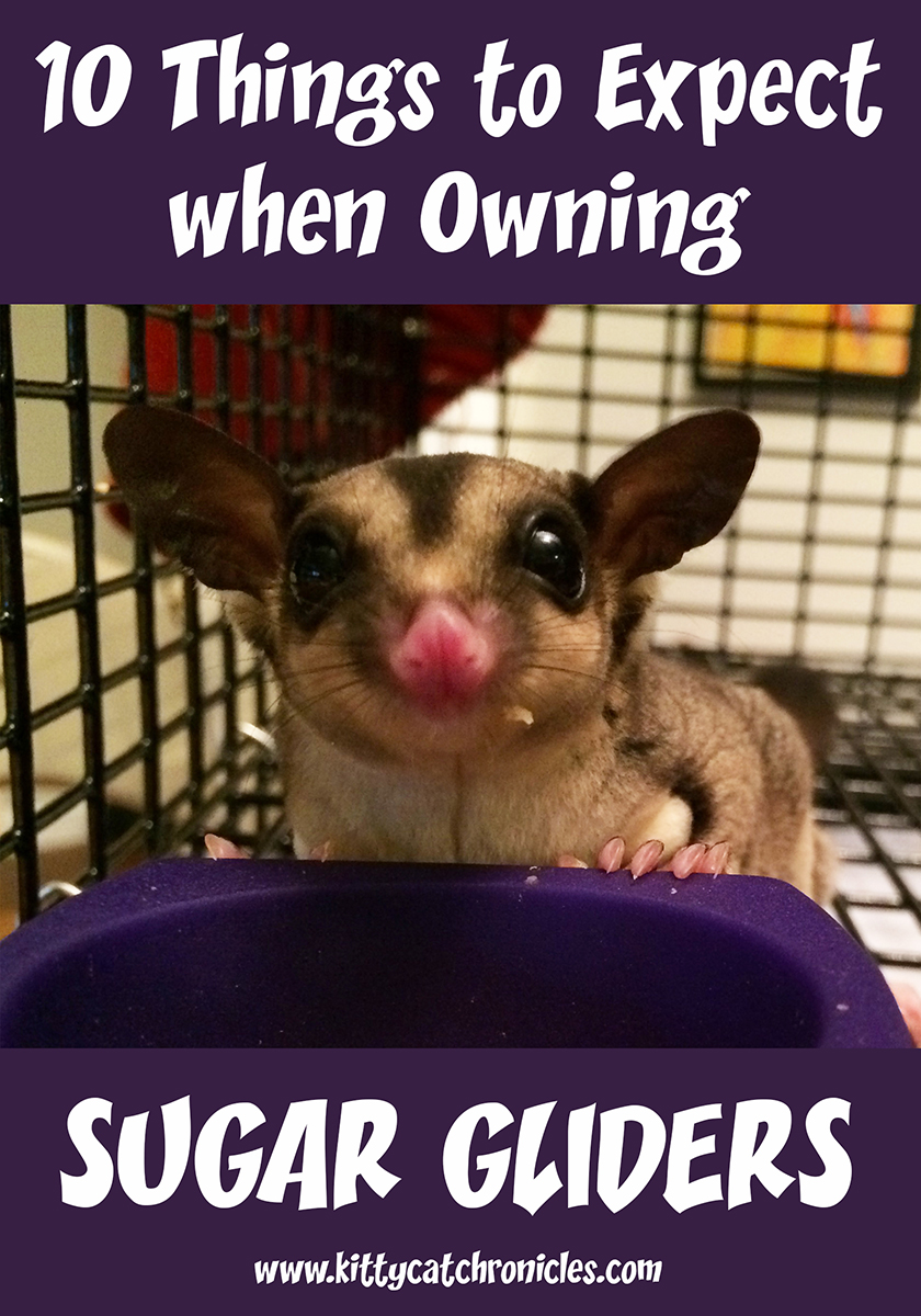 sugar gliders 10 things to expect2