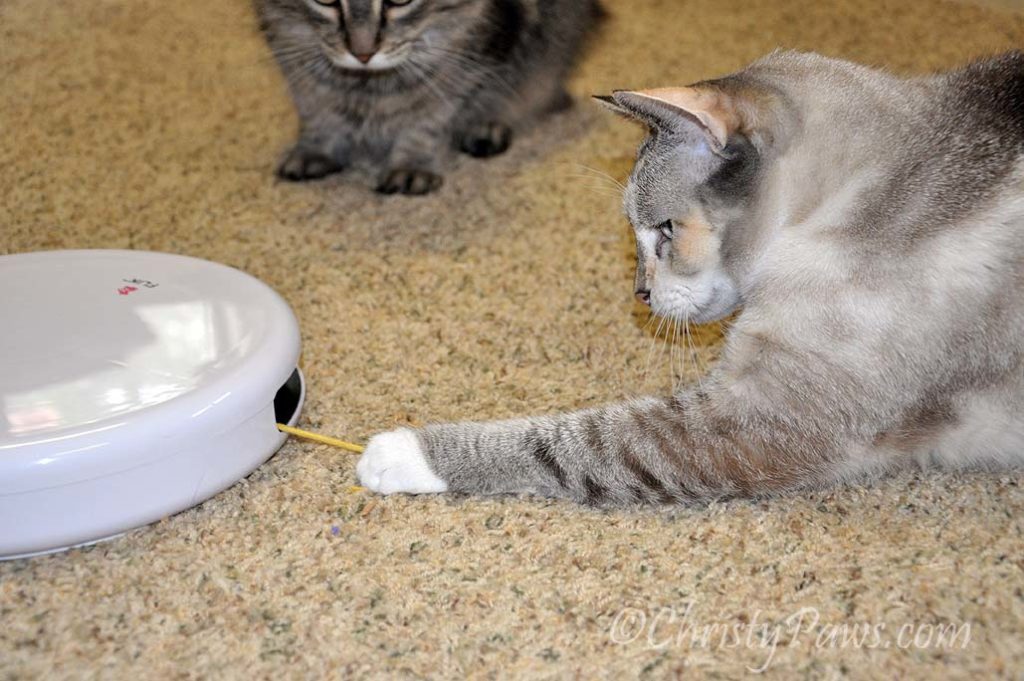 FroliCat Flik from Savvy Pet Care's Pet Lovers Gift Guide