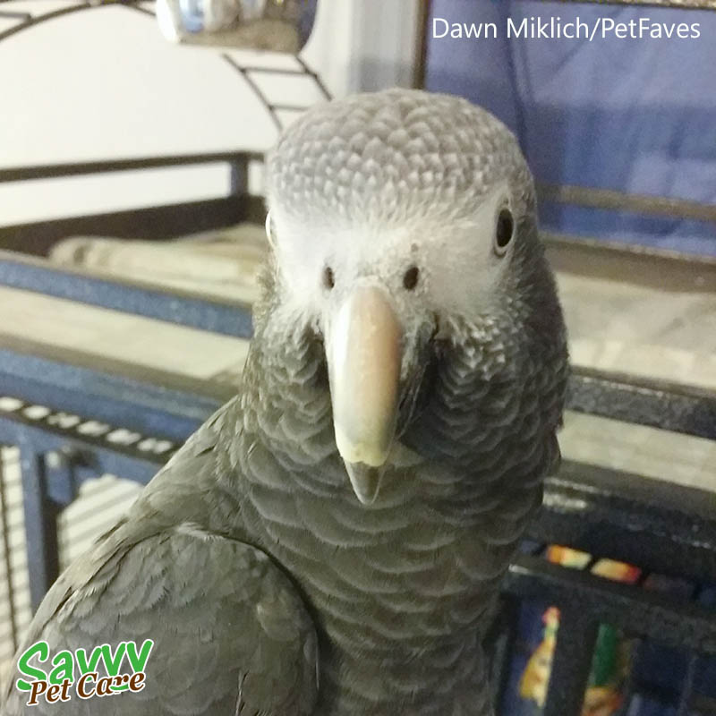 African grey parrot -- Facts about Parrots: 5 Questions to Ask Before You Get One