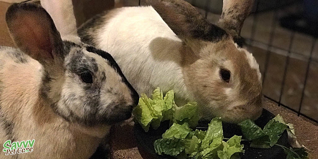 Two pet rabbits eating bunny salad