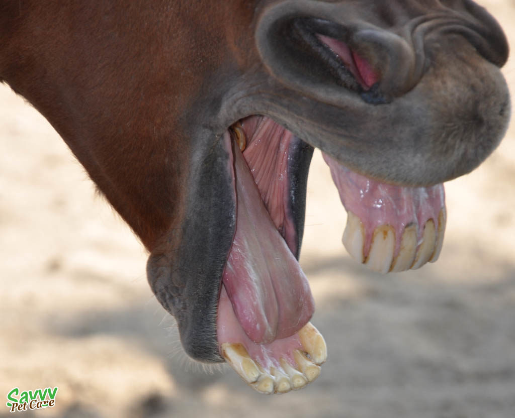 Horse teeth - similar to the teeth of pet rabbits
