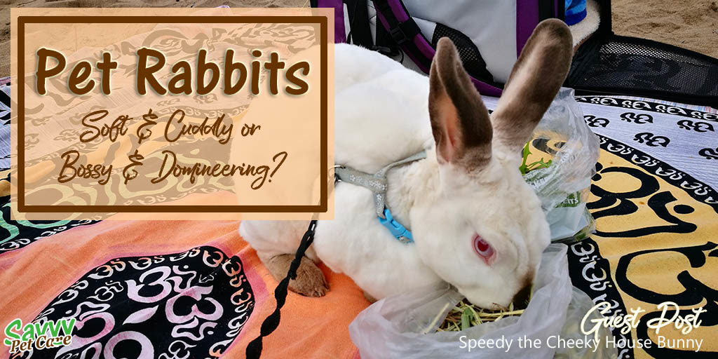 Pet Rabbits - Cute and Cuddly or Bossy and Domineering?