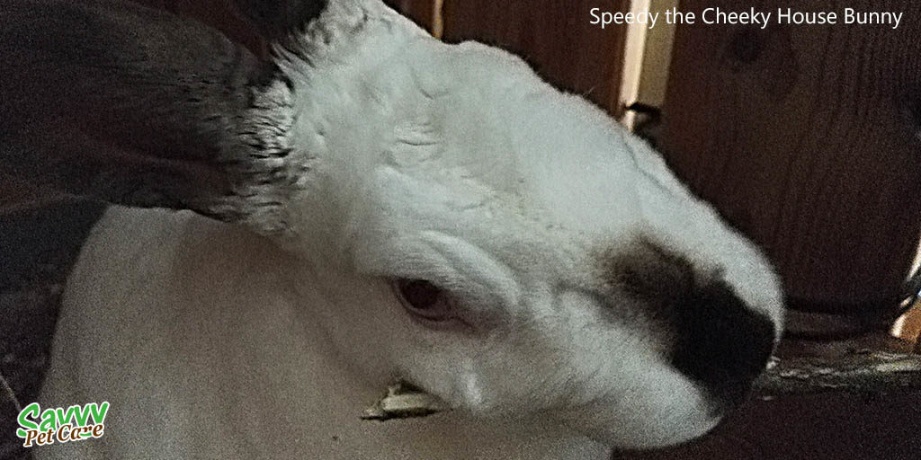 Pet rabbit, Speedy, gnawing on a twig