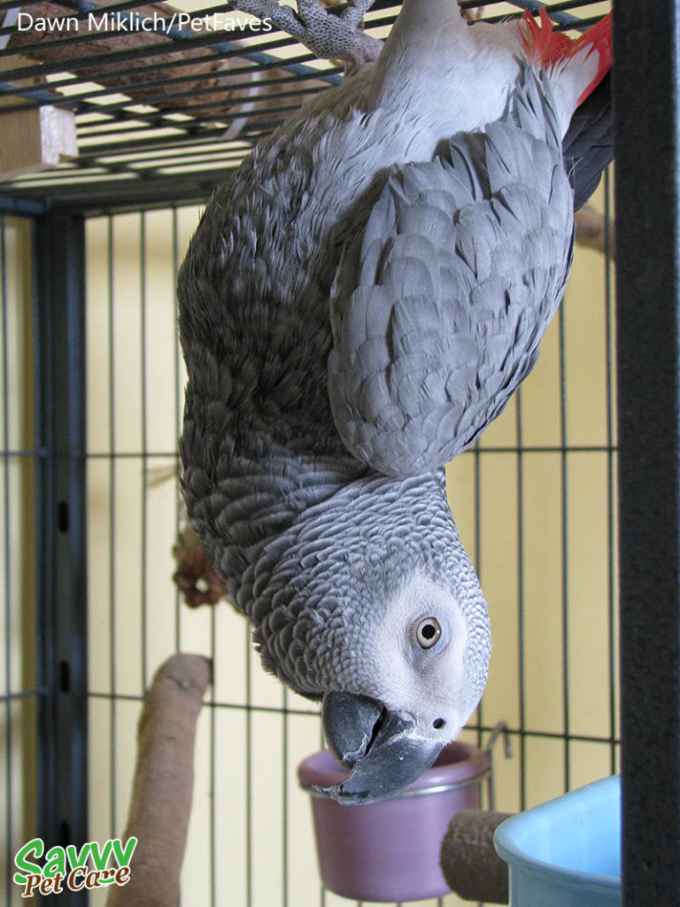 Upside down African grey -- Facts about Parrots: 5 Questions to Ask Before You Get One