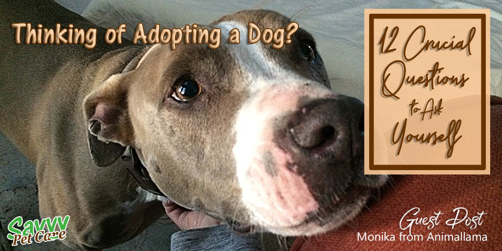 Dogs are not all play -- they require effort to keep them happy and healthy. This guest post by Monika of Animallama gives you lots of things to consider before making a decision about adopting a dog.