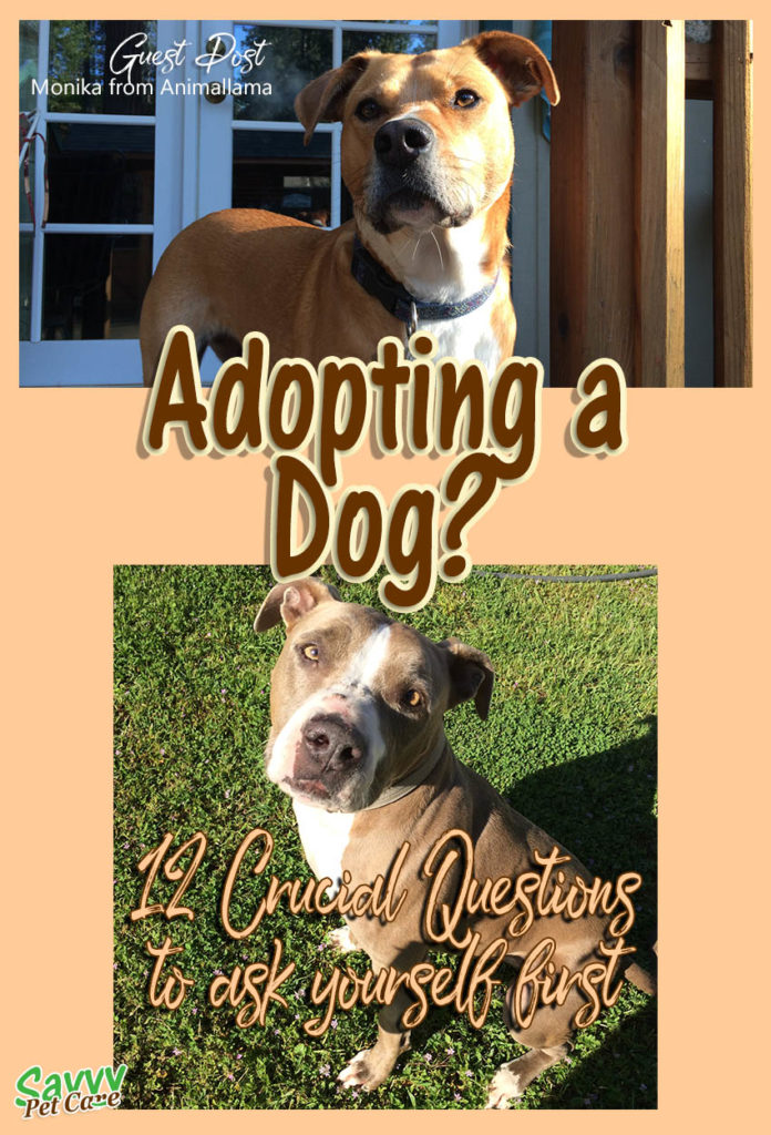 Dogs are not all play -- they require effort to keep them happy and healthy. This guest post by Monika of Animallama gives you lots of things to consider before making a decision about adopting a dog.