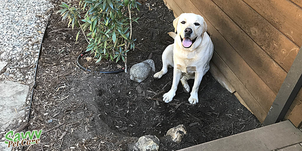 Happy lab sitting next to the hole he dug