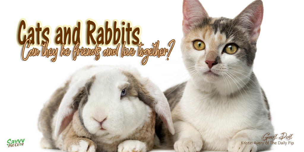 Most cats and rabbits live together peacefully and sometimes even become friends. But some cats are just never going to be OK with rabbits. Cats and dogs are predators by nature, while rabbits are prey. This guest post will help you make the best possible introduction of cats and rabbits.