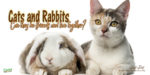 Can Cats and Rabbits Live Together?