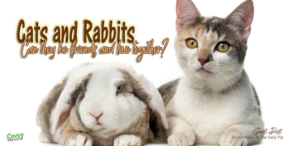 Rabbit meets cat title graphic photo credit Eric Isselee/shutterstock.com