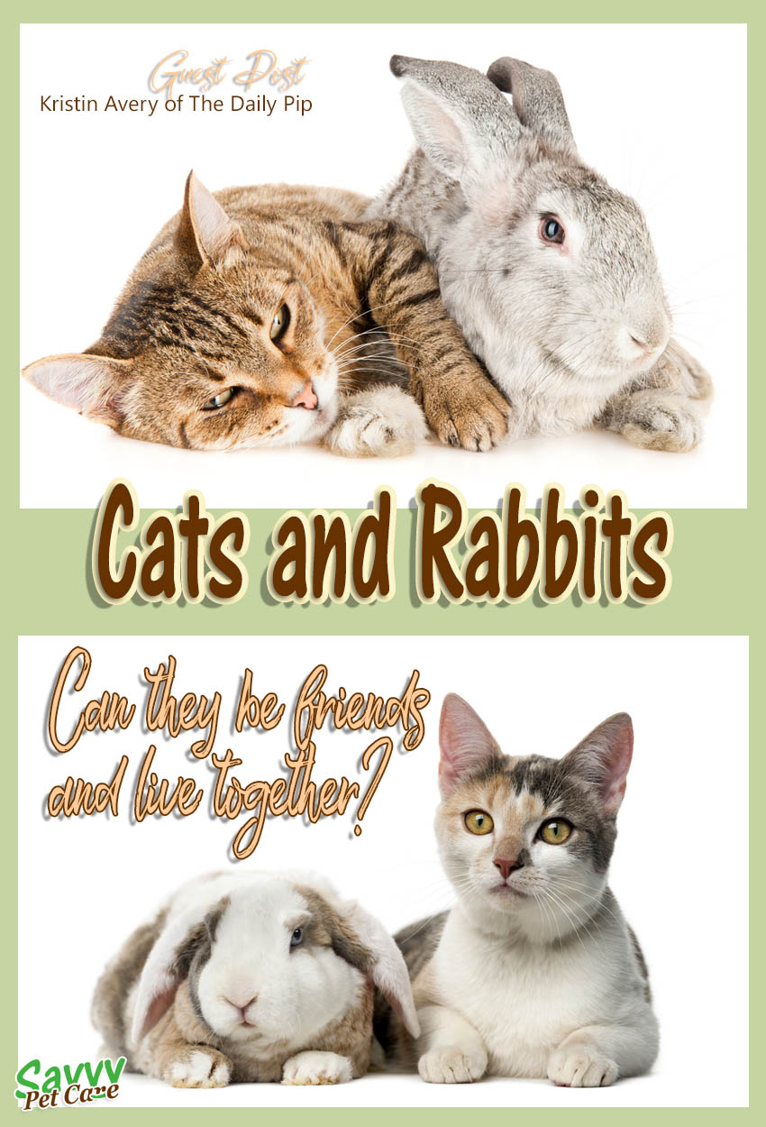 Most cats and rabbits live together peacefully and sometimes even become friends. But some cats are just never going to be OK with rabbits. Cats and dogs are predators by nature, while rabbits are prey. This guest post will help you make the best possible introduction of cats and rabbits.
