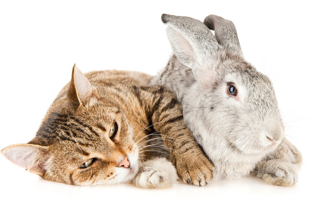 Can Cats and Rabbits Live Together?