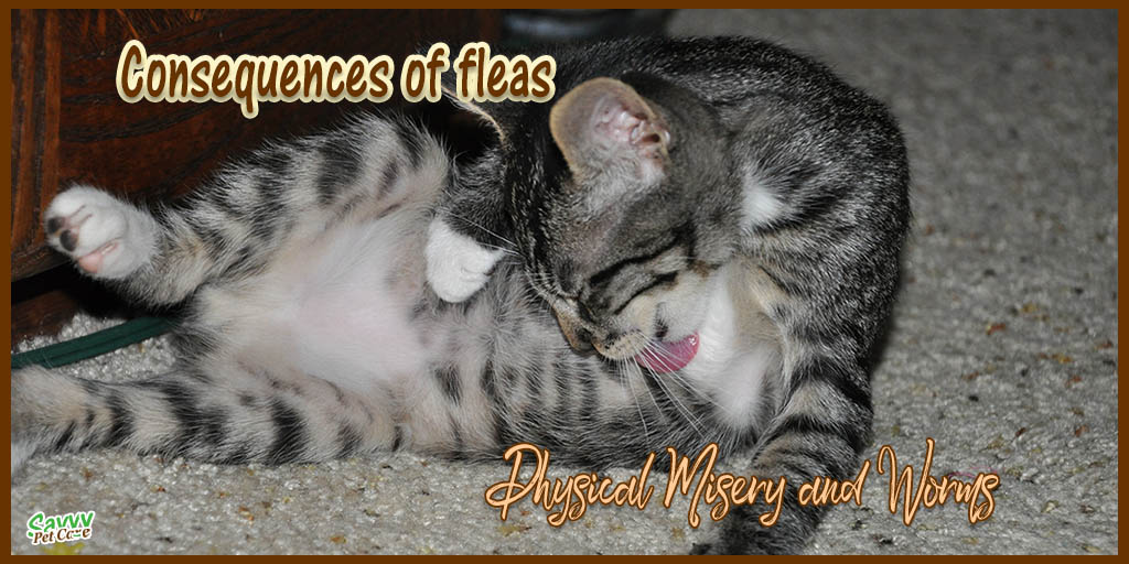 Consequences of Fleas: Physical Misery and Worms