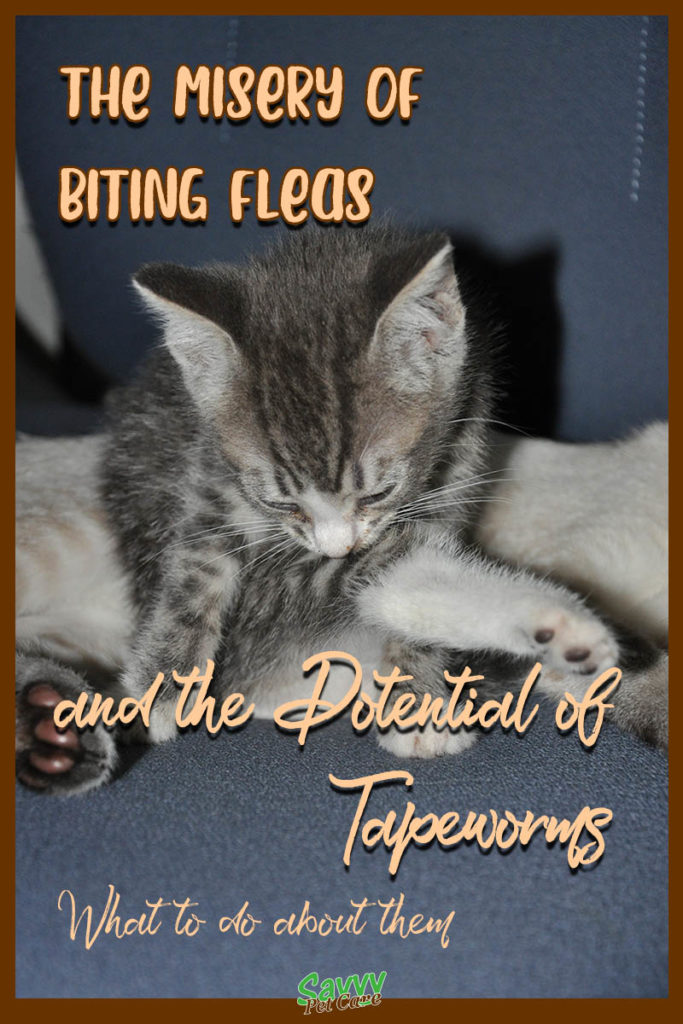 kitten licking and chewing at its leg with text overlay: misery of biting fleas and the potential of worms