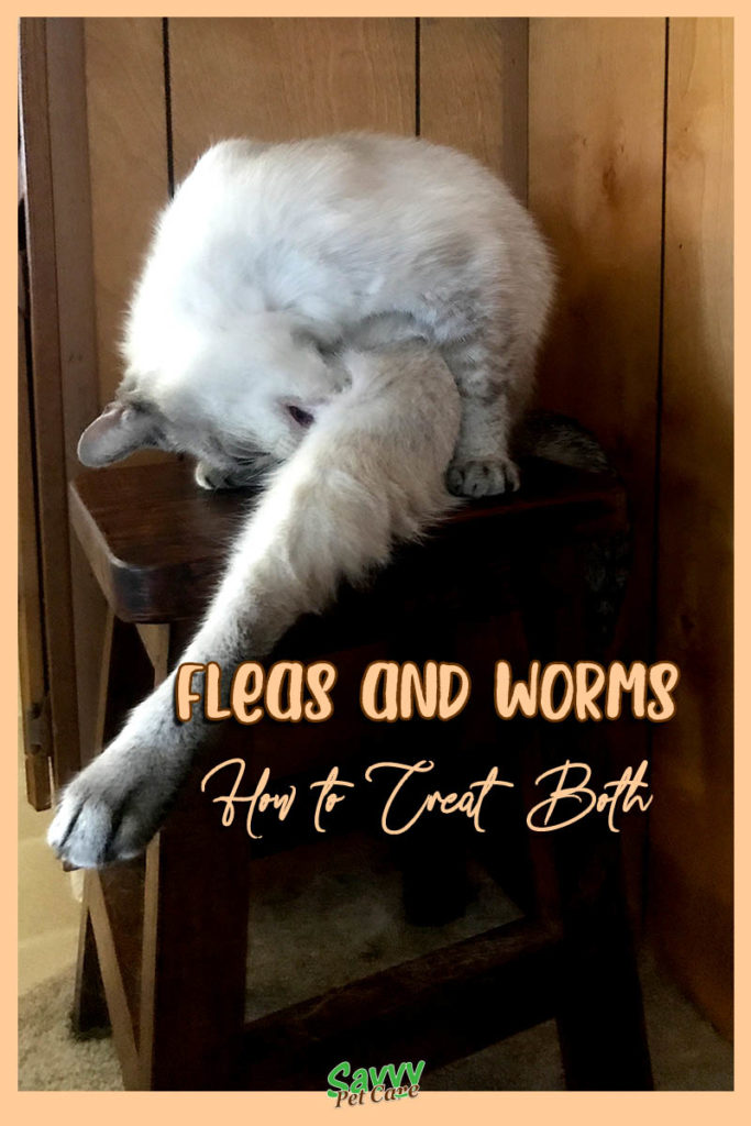 cat chewing at its leg with text overlay: fleas and worms how to treat both