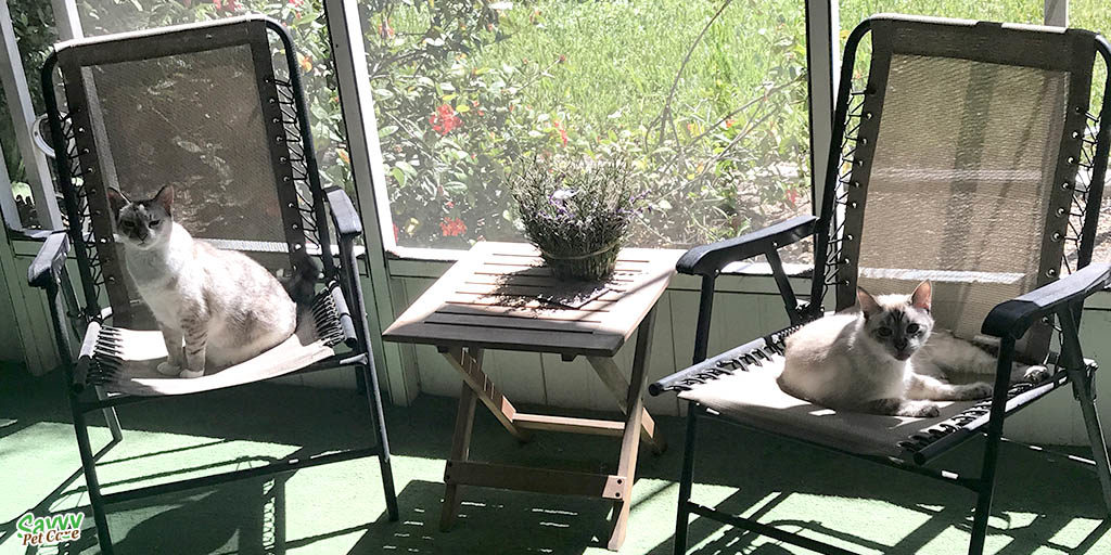 two cats on chairs in a screened porch