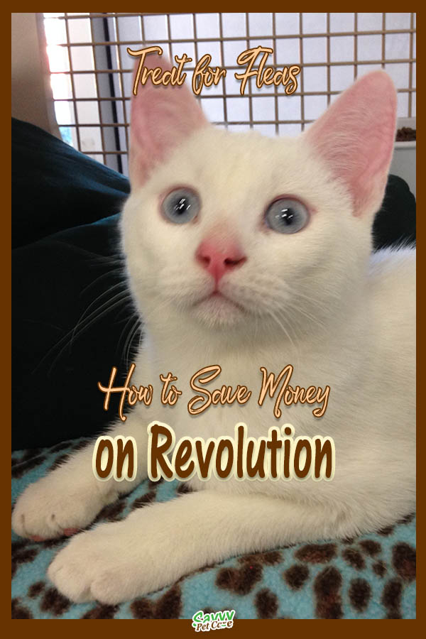 splitting revolution for cats