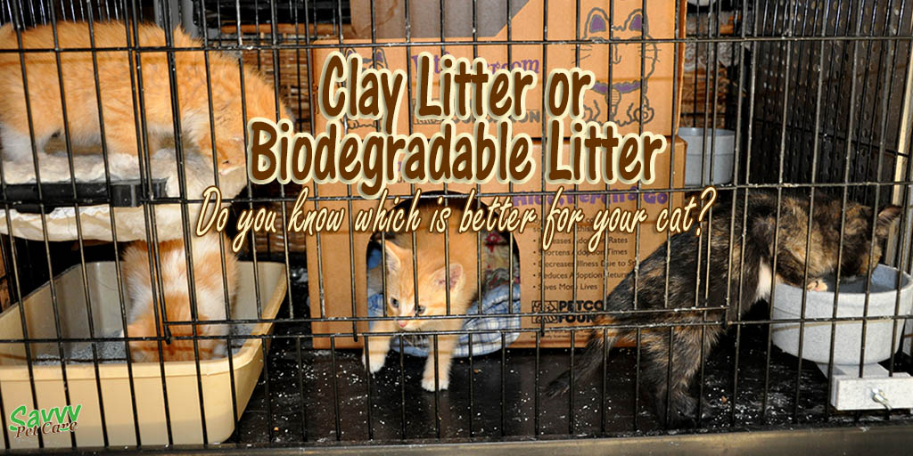 kittens in a crate with text overlay: Clay litter or biodegradable litter Do you know which is better for your cat?