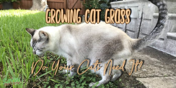 lynx point Siamese cat eating grass