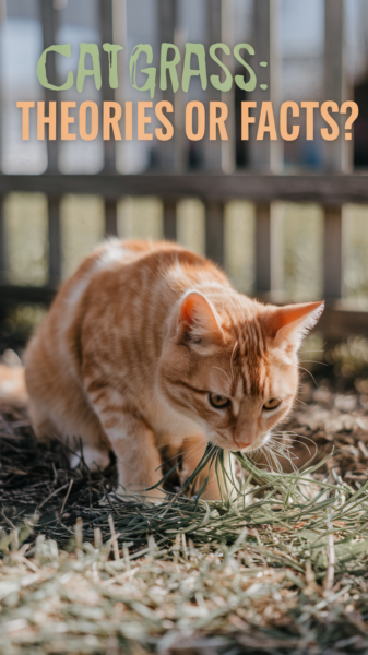 An orange tabby cat eating grass. Are the things people thing about cat grass theories or facts?