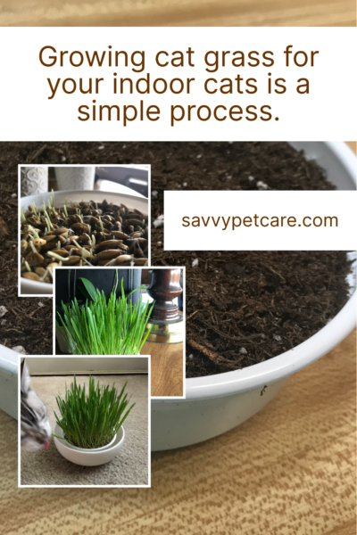 Several photos highlighting how easy it is to grow cat grass for your indoor cats.