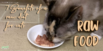 cat eating raw food with text overlay: 7 Benefits of a raw diet for cats Raw Food