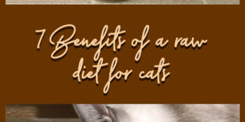 Raw Diet for Cats: How a raw diet can affect behavior