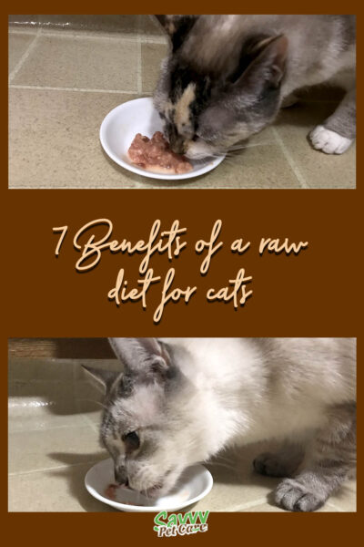 two photos of two different cats eating raw food with text overlay: 7 Benefits of a raw diet for cats