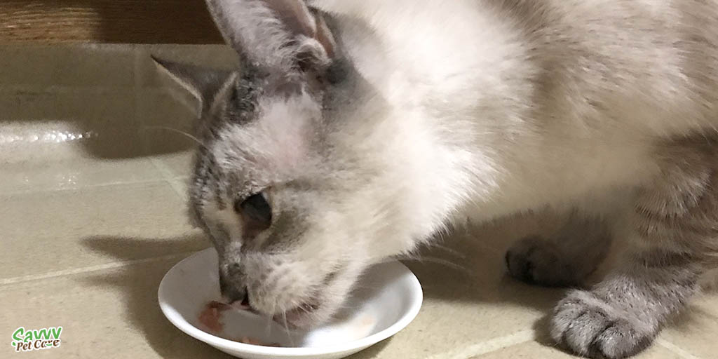 cat eating raw food
