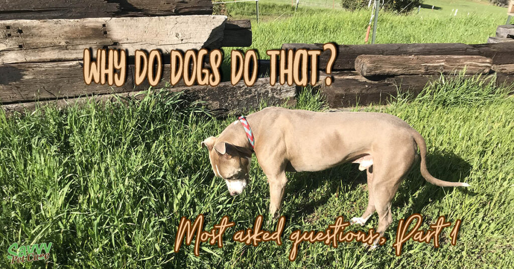 dog in grass with text overlay: Why do dogs do that? Most asked questions, part 1