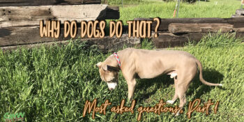 Why do dogs do that? Most Asked Questions About Dogs, Part 1