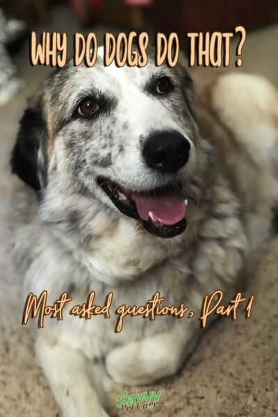 dog with text overlay: Why do dogs do that? Most asked questions, part 1