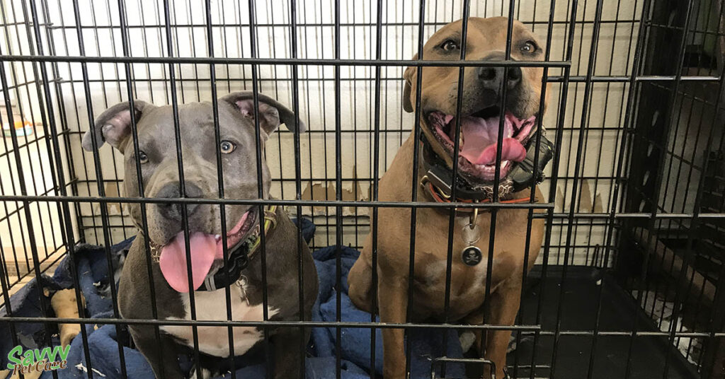 two dogs in their crate