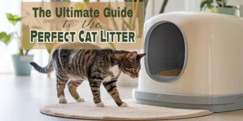 a tabby cat in front of a litter box with text overlay that says "The Ultimate Guide to the Perfect Cat Litter"