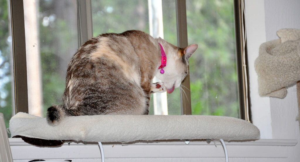 A cat is grooming on a window perch.